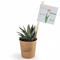 Haworthia en vaso de cartón