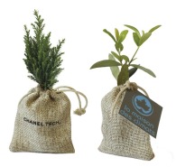 Mini planta de árbol en bolsa: olivo, abeto, boj...