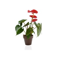 Planta decorativa en maceta ecológica Bambú - biodegradable 10 cm