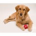 Bola de perro, accesorios para perros y gatos publicidad