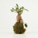 Miniatura del producto Bonsáis en Kokedama 2