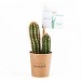 Miniatura del producto Cactus de promoción en un vaso de cartón 0