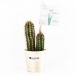 Miniatura del producto Cactus personalizable en una olla de madera 0