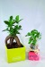 Miniatura del producto Ficus de promoción ginseng - pequeño 0