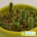 Semillas de cactus en bolsas regalo de empresa
