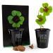 Miniatura del producto Kit de plantación negro - Trébol de 4 hojas 1