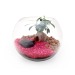 Miniatura del producto Juego de terrario grande 19cm - ficus ginseng 0