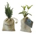 Mini planta de árbol en bolsa: olivo, abeto, boj... regalo de empresa
