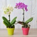 Orquídea modelo pequeño regalo de empresa