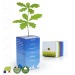 Planta de árbol de cubo personalizado - pequeña planta de roble regalo de empresa