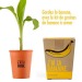 Mensaje de la olla Tengo el súper plátano con el árbol de plátano para sembrar regalo de empresa